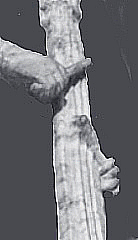15th century